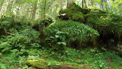 Relaxing Forest Views & Bird Sounds for Stress Relief 🌲