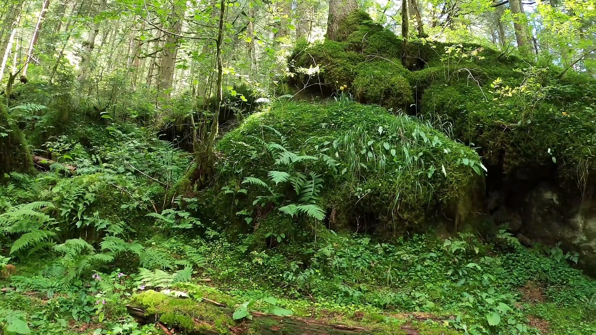 ⁣Relaxing Forest View and Bird Sounds for Ultimate Stress Relief