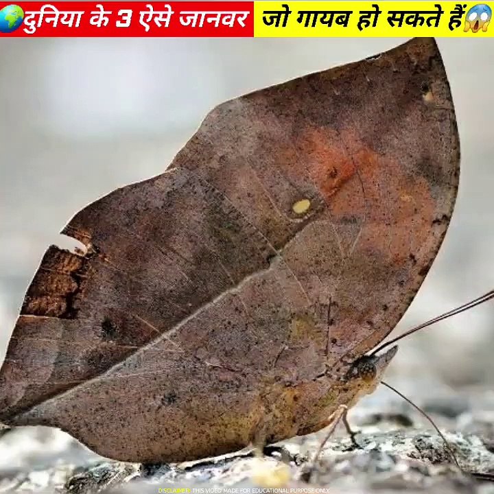 दुनिया_के_3_ऐसे_जानवर_जिनके_पास_गायब_होने_की_शक्ति_है_|_TOP3_PT-6_|_#shorts(720p)