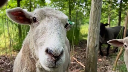How sheep are saving trees on New York City's Governors Island