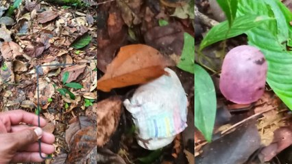 Download Video: Búsqueda de los niños perdidos en la selva colombiana: hallazgo de nuevos objetos llena de esperanza a las autoridades