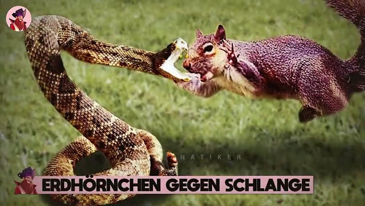 15 Mal haben sich Tiere mit dem falschen Gegner angelegt #3