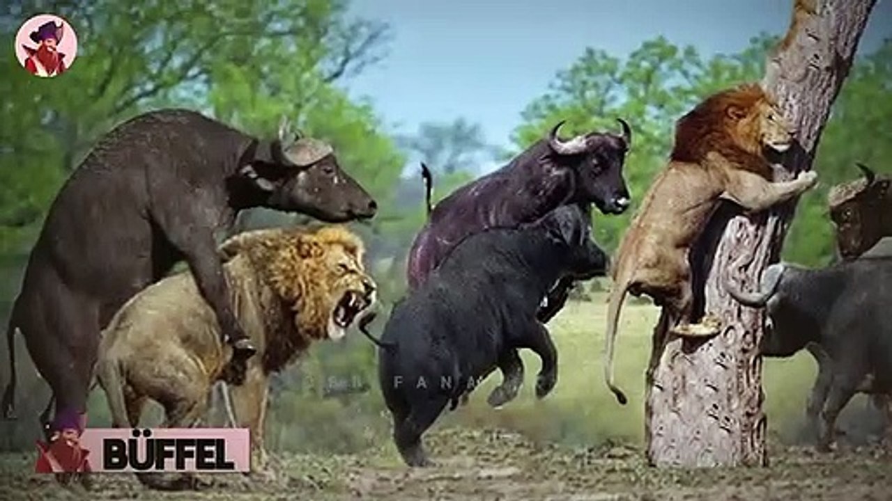 15 Mal wurden Löwen besiegt