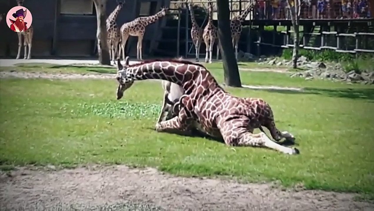 15 schockierende Tiermomente mit der Kamera eingefangen