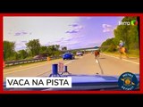 Vaca invade rodovia e precisa ser laçada; veja momento