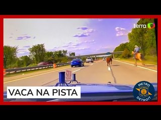 Vaca invade rodovia e precisa ser laçada; veja momento