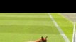 Un renard sur le terrain de rugby ! (Insolite)