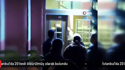 İstanbul'da 20 kedi öldürülmüş olarak bulundu
