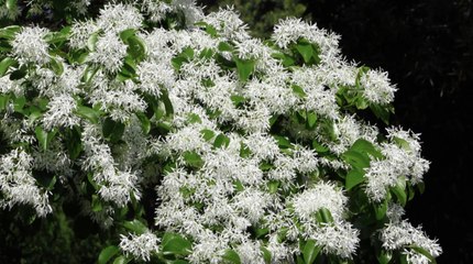 How To Grow And Care For A Fringe Tree