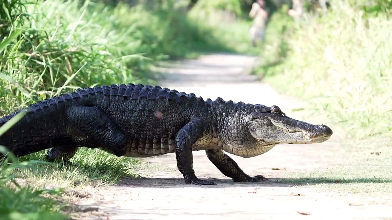 Pas de pied, pas de queue, pas de problème
