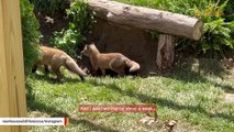 Kind fox adopts babies who lost mom