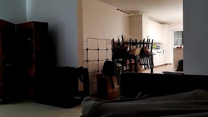 Determined Rabbit Escapes Enclosure