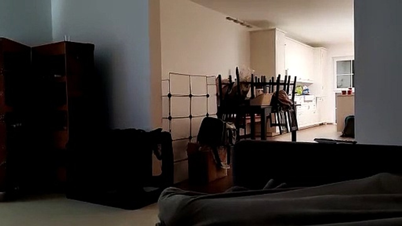 Determined Rabbit Escapes Enclosure