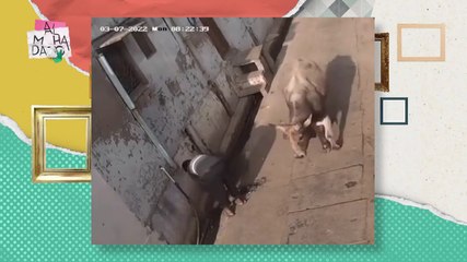 Deja te golpeo nomás porque si