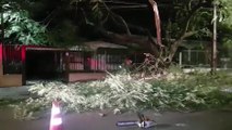 Galho de árvore cai sobre fios de luz e interdita parte da Rua Belo Horizonte