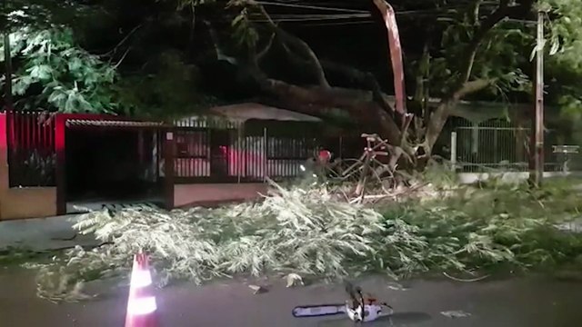 Galho de árvore cai sobre fios de luz e interdita parte da Rua Belo Horizonte