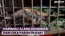 2 Hari Dirawat, Harimau Sumatera yang Terjerat Perangkap Babi di Madina Mati
