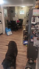 Drogon Doesn't Want to Be Left Behind