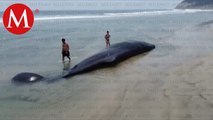 Muere ballena varada en playa conocida como ‘Chipehua’ en Oaxaca