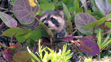 Life After People: The Hidden Dangers of Abandoned Nuclear Sites ⚠️