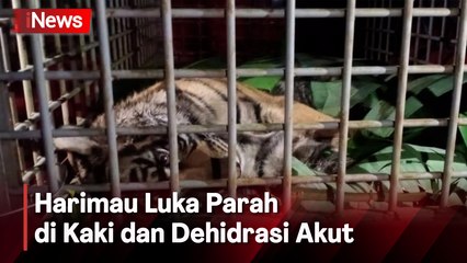 Tragis! Harimau Sumatera yang Terjerat Perangkap Babi di Madina Akhirnya Mati