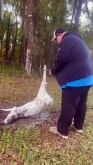 Saving a Piebald Deer