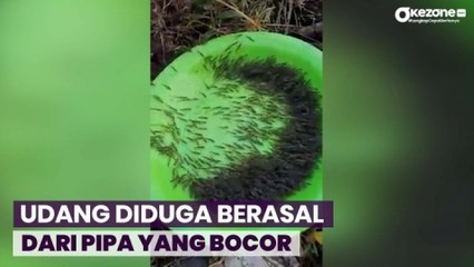 Warga Heboh Ribuan Udang Naik ke Darat di Gorontalo