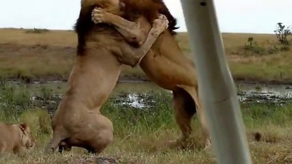 Wildlife: Two Lions Fight to See Who's King!