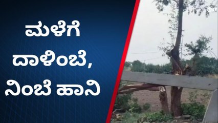 ವಿಜಯಪುರ: ಭಾರಿ ಗಾಳಿ ಮಳೆಗೆ ನೆಲಕಚ್ಚಿದ ತೋಟಗಾರಿಕೆ ಬೆಳೆ