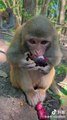 Monkey Eating Mangosteen | Monkey Funny Moments | Cute Pets | Funny Animals | Hungary Monkey #monkey