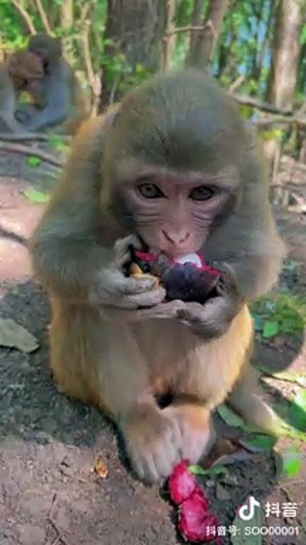 ⁣Monkey Eating Mangosteen | Monkey Funny Moments | Cute Pets | Funny Animals | Hungary Monkey #monkey