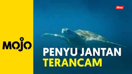 El Nino ancam penyu jantan