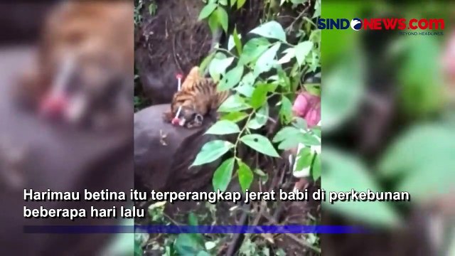 Harimau Sumatera yang Terjerat Perangkap Babi di Madina Akhirnya Mati