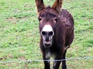 Funny Braying Donkey, watch and enjoy.