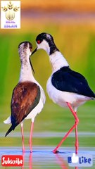 nature and birds _nature _quran _islamic(720P_HD)