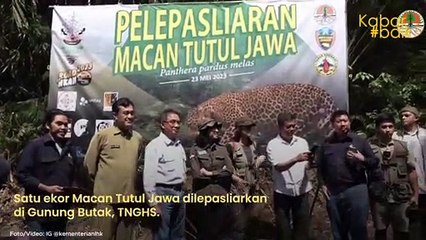 WAHYU, MACAN TUTUL JAWA DILEPASLIARKAN DI TAMAN NASIONAL GUNUNG HALIMUN SALAK
