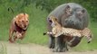 Lion Attack Hippo to Free Cheetah - Big Battle of Leopard vs Python - Wild Animals Fight 2021