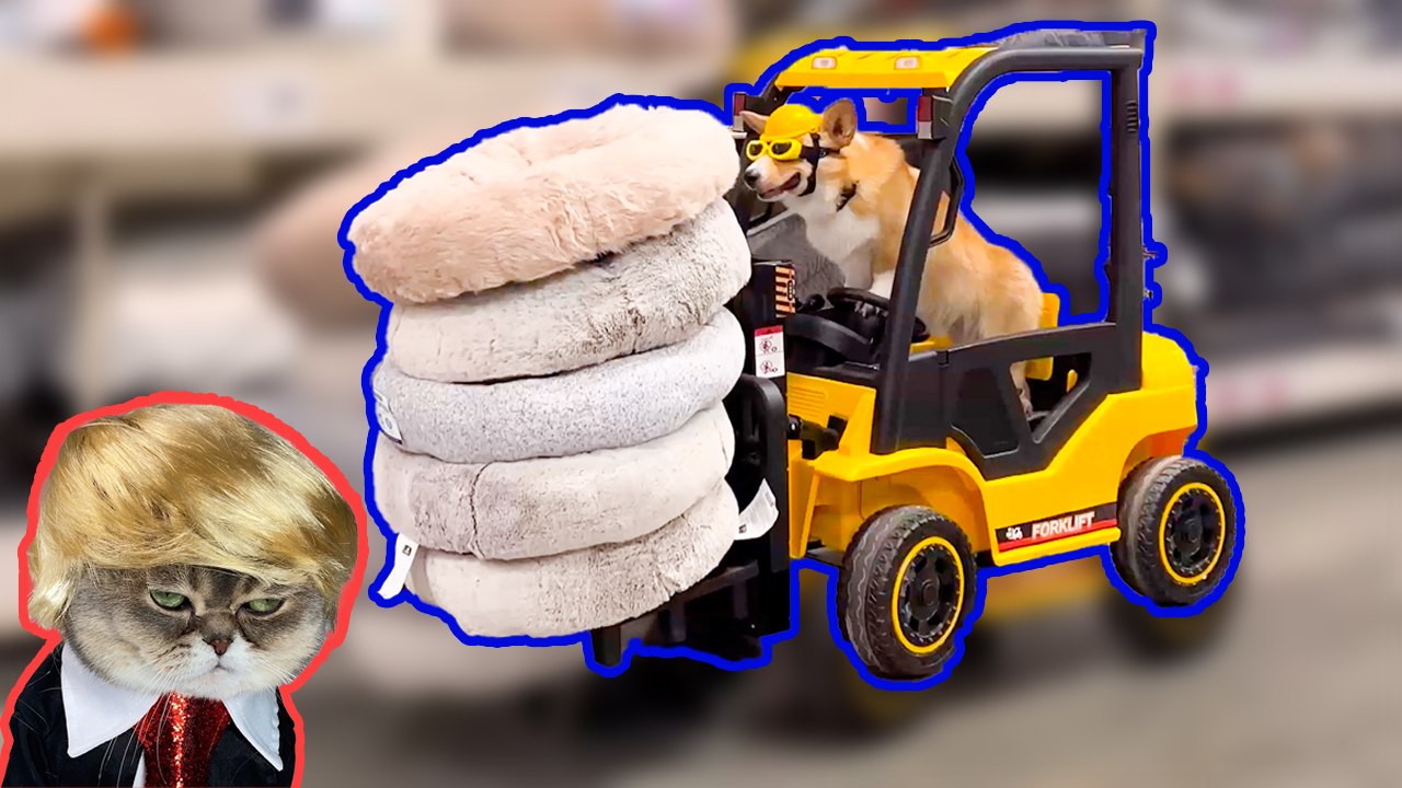 Is The Ocean Stealing Dogs Now *You'll Be Shocked* || Best of Internet