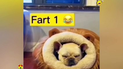 Random Funny Videos Try Not To Laugh Compilation Cute People And Animals