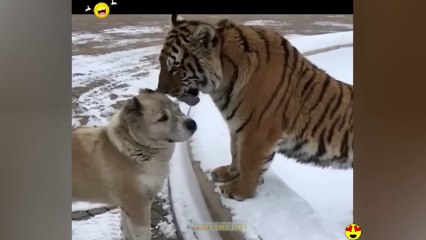 Random Funny Videos Try Not To Laugh Compilation Cute People And Animals