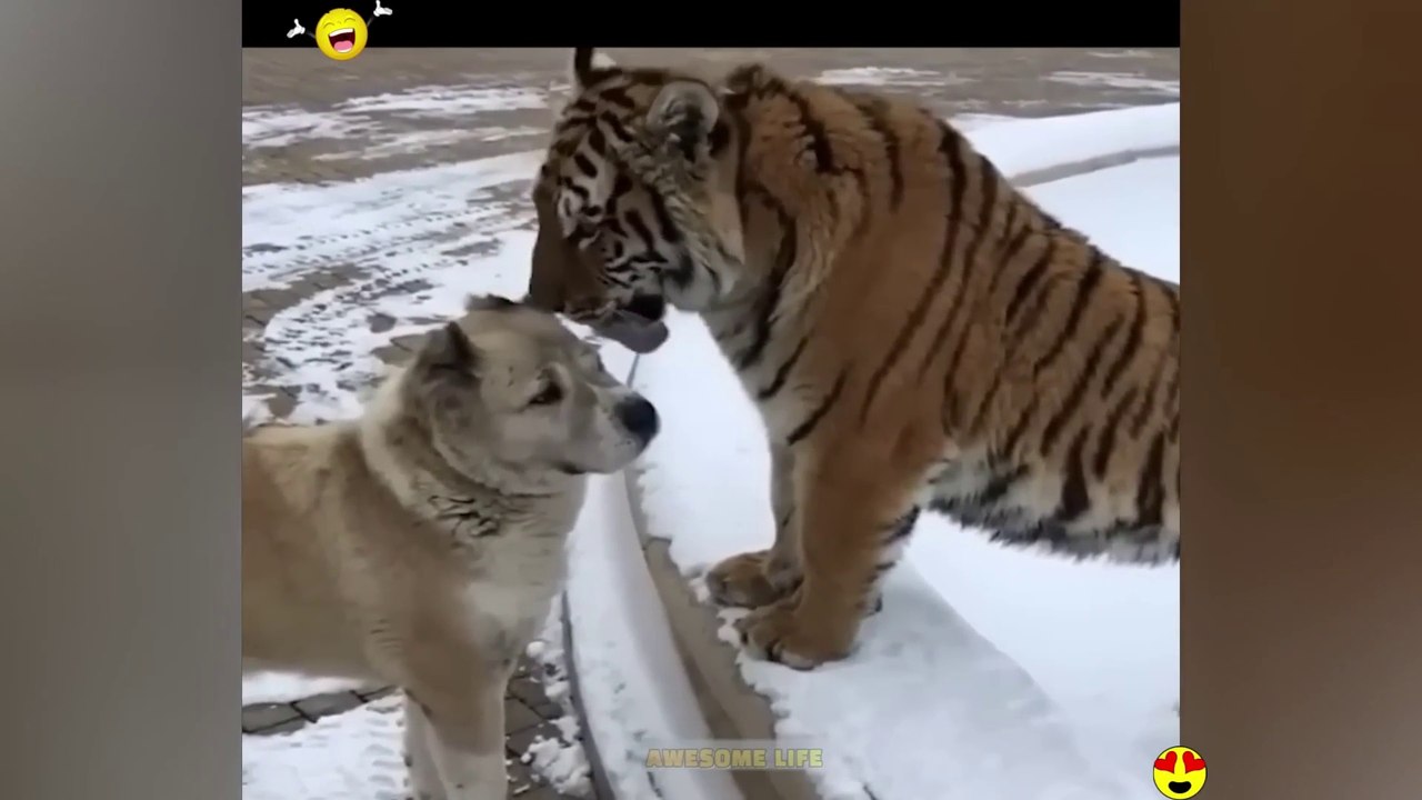 Random Funny Videos Try Not To Laugh Compilation Cute People And Animals