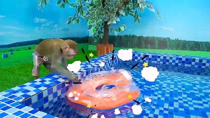 Baby Monkey KiKi bathing in the toilet and go swimming with duckling at the pool _ KUDO ANIMAL KIKI