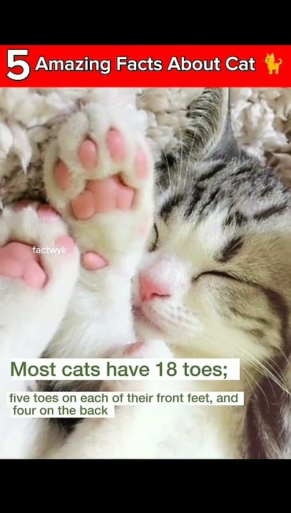 Fact about Cats #interestingfacts #amazingfact #dailyfacts #mindblowingfacts #fact #facts #foryou #foryoupage #factwyk #cat #catfacts #fyp