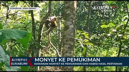 Kawanan Monyet Ke Pemukiman Dan Habisi Hasil Pertanian