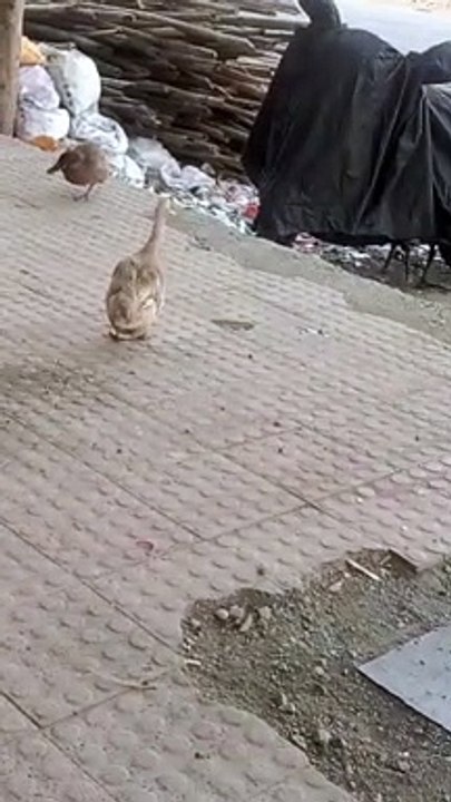 Duck playing at land