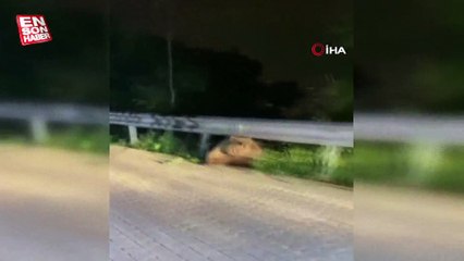 Bursa’da anayola inen ayı korku dolu anlar yaşattı