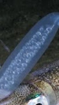 CAM - Pour avoir la paix, ces femelles calamars font croire qu'elles ont des testicules !