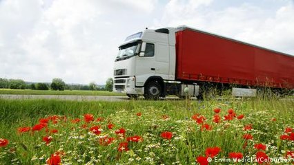 How does noise affect plants?