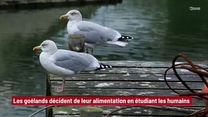 Les goélands décident de leur alimentation en étudiant les humains !