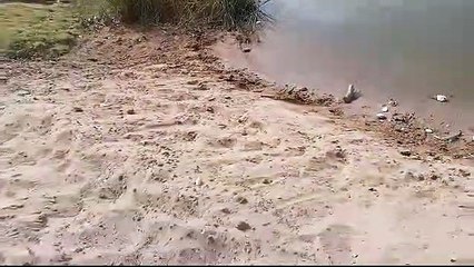 चंबल में हुआ नन्हें घडिय़ालों का जन्म